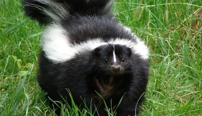 The First Skunk Bundle is Free on the North American eShop Right Now