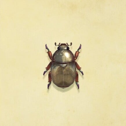 52. Scarab Beetle Animal Crossing New Horizons Bug