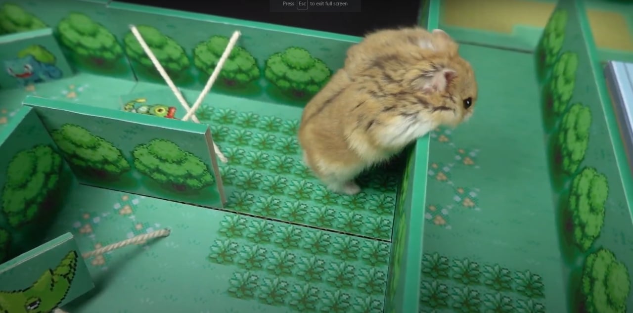 HAMSTER MAZE jogo online gratuito em