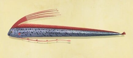 78. Oarfish Animal Crosing New Horizons Fish