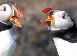 Puffins: Let's Fish! (DSiWare)