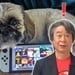 Random: Don't Let Pets Wii On Your Switch, Warns Nintendo