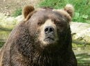 Major League Eating: Kodiak Bear Unleashed