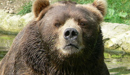 Major League Eating: Kodiak Bear Unleashed