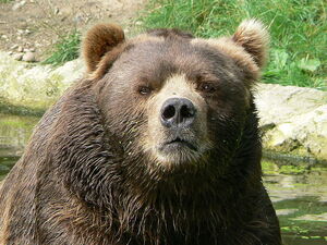 800 PX Male Kodiak Bear Face