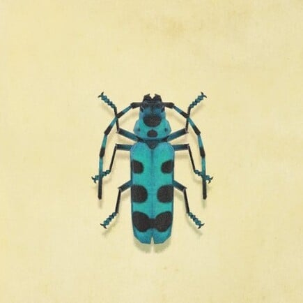 48. Rosalia Batesi Beetle Animal Crossing New Horizons Bug