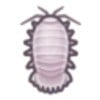 Giant Isopod