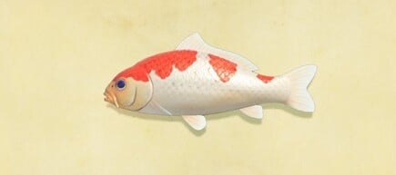 6. Koi Animal Crossing New Horizons Fish