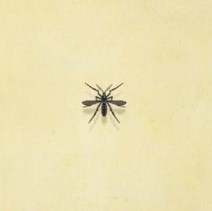 73. Mosquito Animal Crossing New Horizons Bug