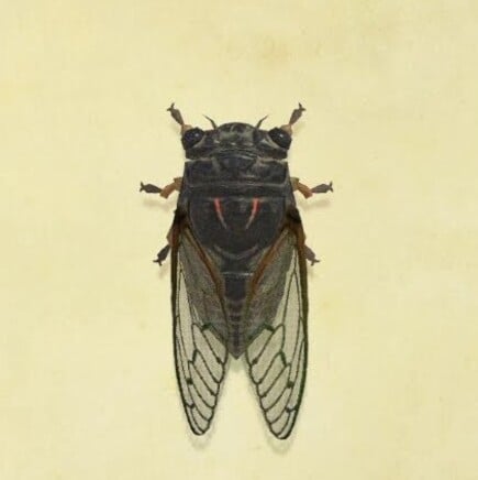 28. Giant Cicada Animal Crossing New Horizons Bug