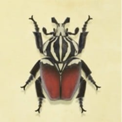 Goliath Beetle