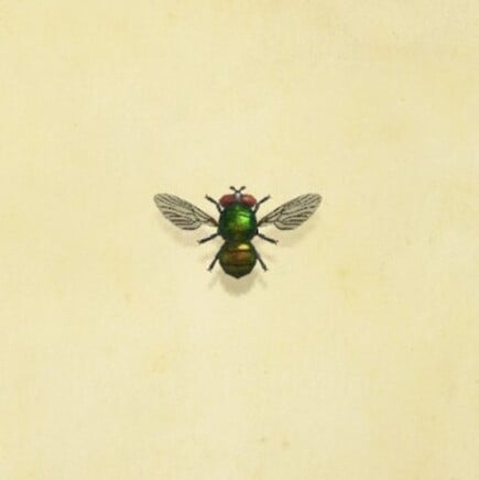 72. Fly Animal Crossing New Horizons Bug