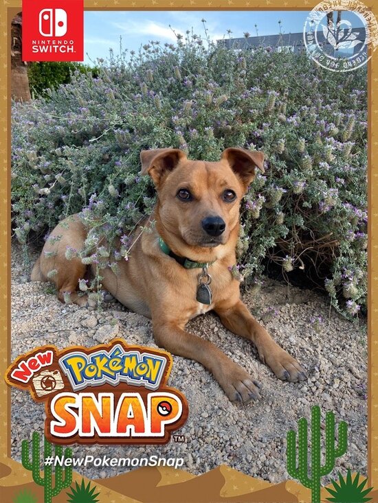 New Pokemon Snap
