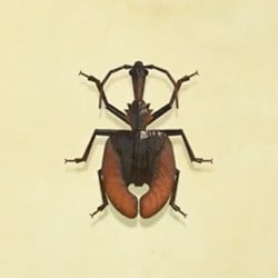 Violin Beetle