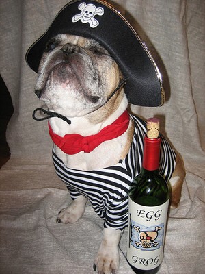 A French pirate dog, of course.