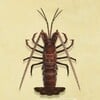 Spiny Lobster