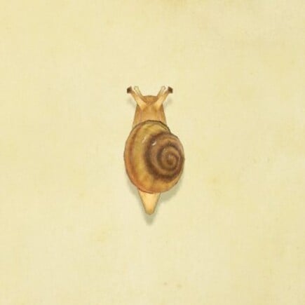 75. Snail Animal Crossing New Horizons Bug