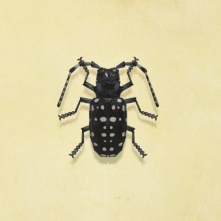 47. Citrus Long Horned Beetle Animal Crossing New Horizons Bug
