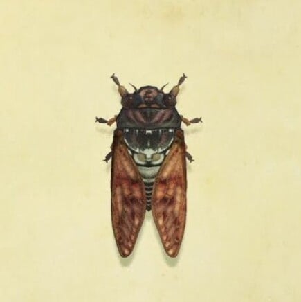26. Brown Cicada Animal Crossing New Horizons Bug