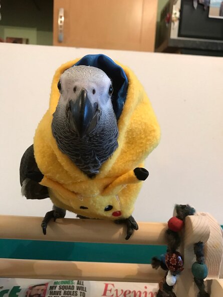 Parrot3