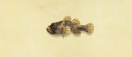 16. Freshwater Goby Animal Crossing New Horizons Fish