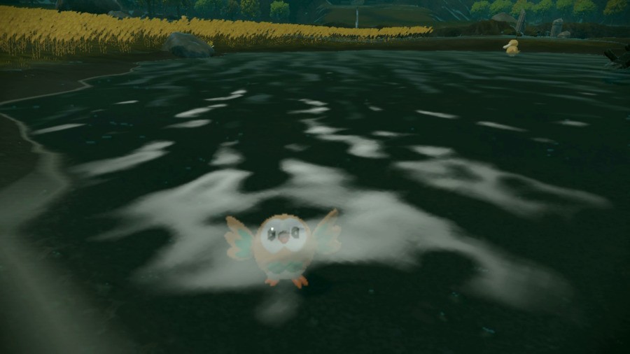 Rowlet are you ok