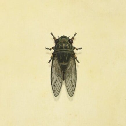 29. Walker Cicada Animal Crossing New Horizons Bug