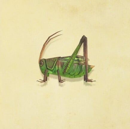 19. Grasshopper Animal Crossing New Horizons Bug