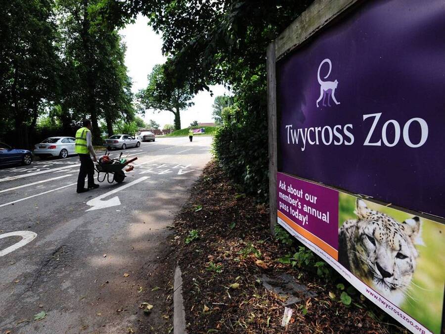 Rare's artists visited the nearby Twycross Zoo during development, hoping to find inspiration