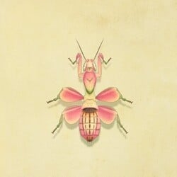 23. Orchid Mantis Animal Crosing New Horizons Bug