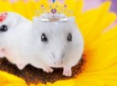 Brilliant Hamsters! (3DS eShop)