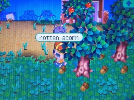 Animal Crossing Wild World Rotten Acorn