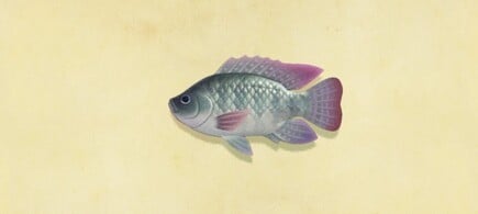 23. Tilapia Animal Crossing New Horizons Fish