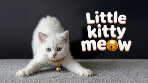 Little Kitty Meow
