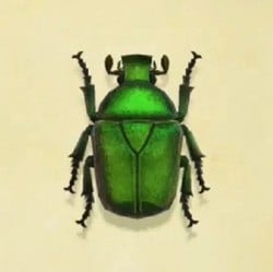 Drone Beetle