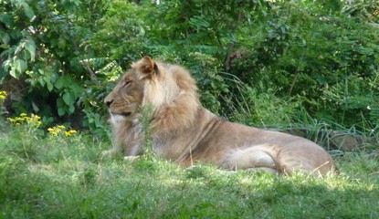 Zoo Disc Golf (WiiWare)