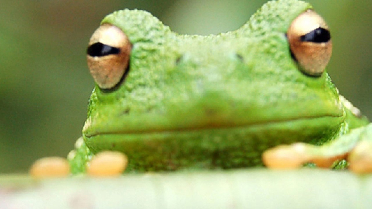 Frogger Returns Review (WiiWare) Nintendo Life