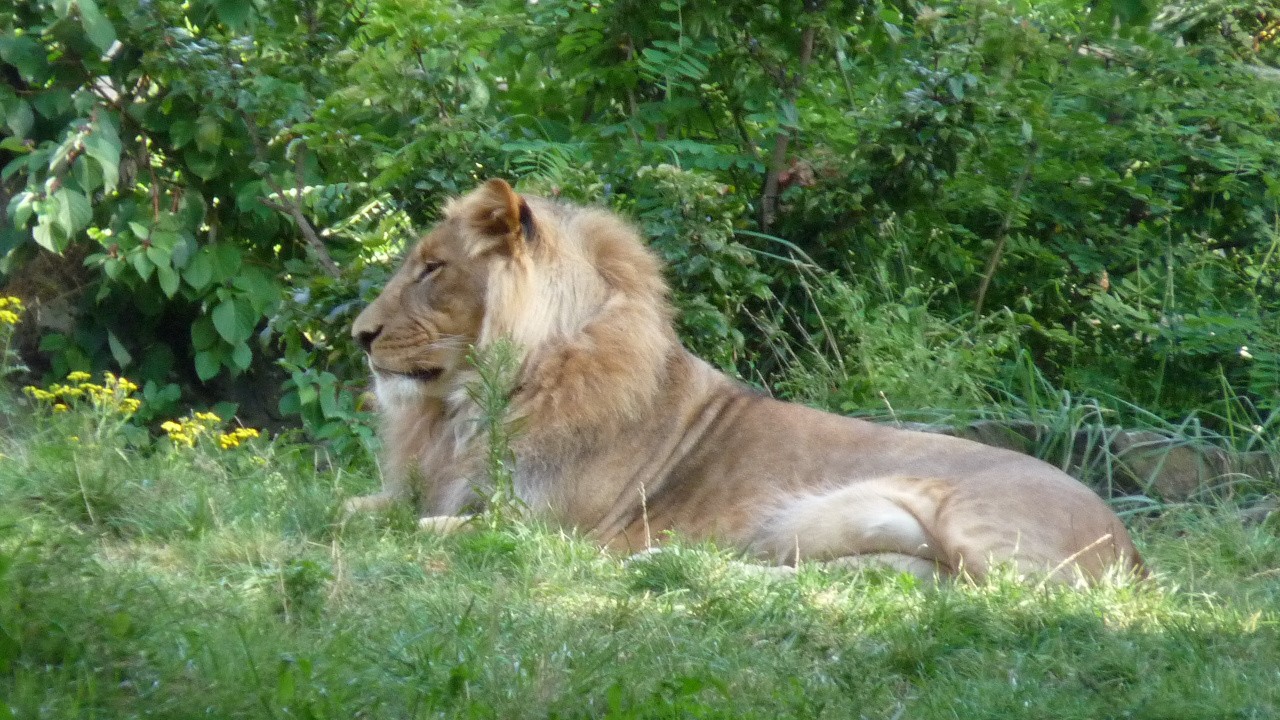 Zoo Disc Golf Review (WiiWare) Nintendo Life