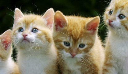 Petz Kittens (DSiWare)