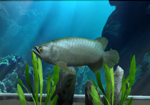 My Aquarium Review - Screenshot 1 of 3