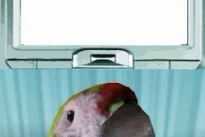 Pet Pals: New Leash on Life Screenshot