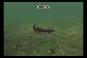 Reel Fishing Challenge Screenshot