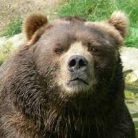 FACEOFBEAR