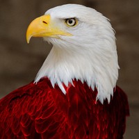KingRedEagle