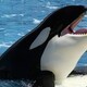 OrcinusWhale