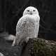 SnowyOwl