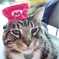 Nintencats