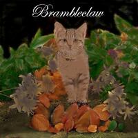 Brambleclaw11