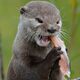 otterskateboard