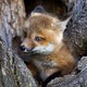 scarfox